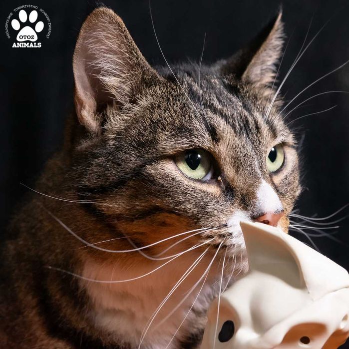 Śliczna kotka Anetka do adopcji!