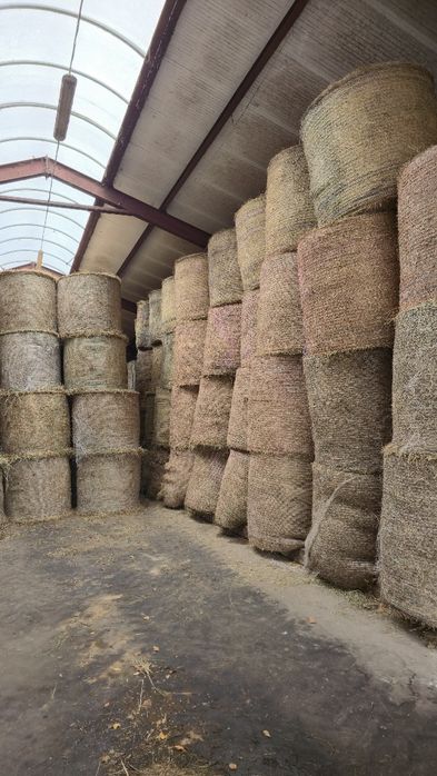 Siano dla KONI i BYDŁAw belach bele  125 CM