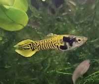 Trios guppy endler tigre