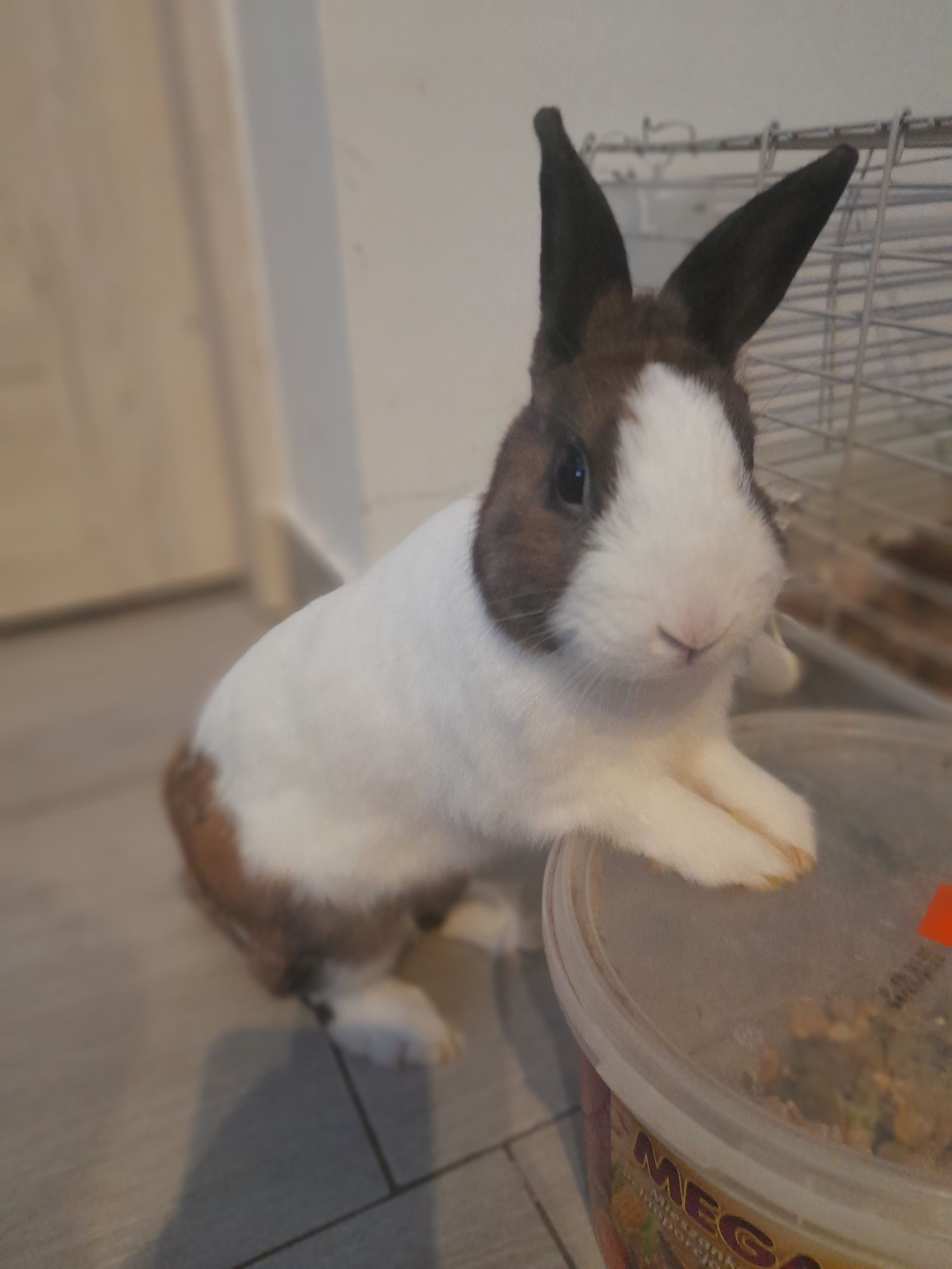 Króliczek miniaturka