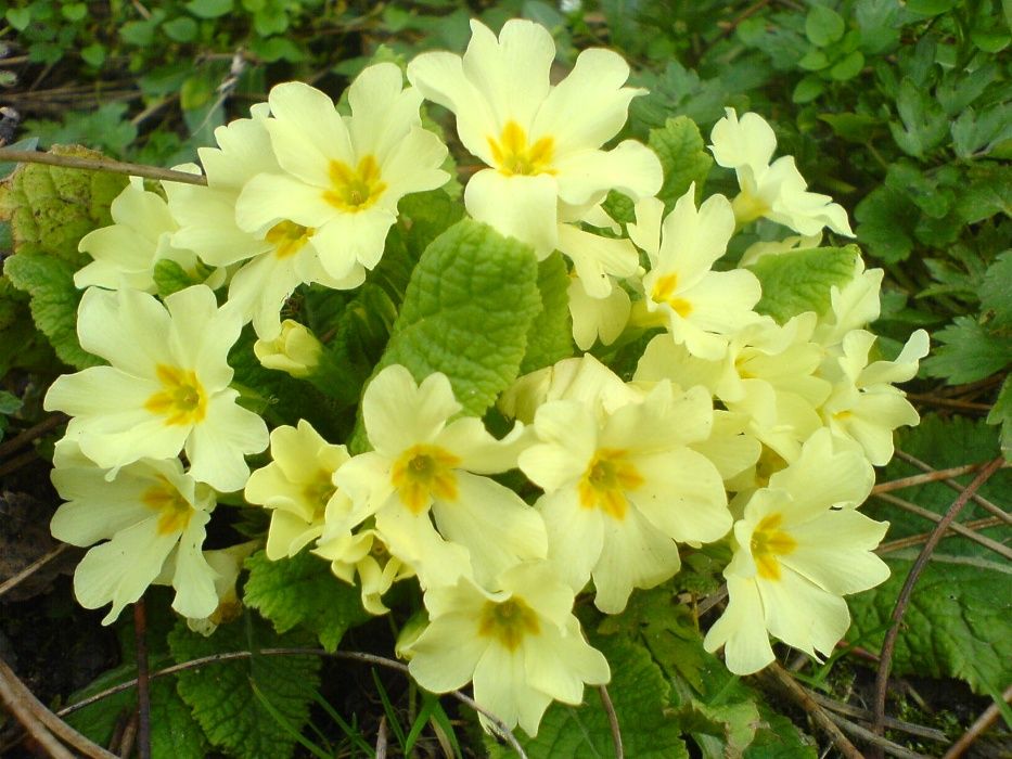 Bolbos de Primavera e Verão - Troca