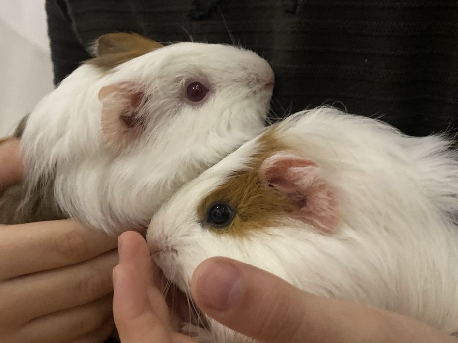 морські свинки КАВІЯ