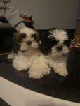 Piesek shih tzu szukają nowego domu