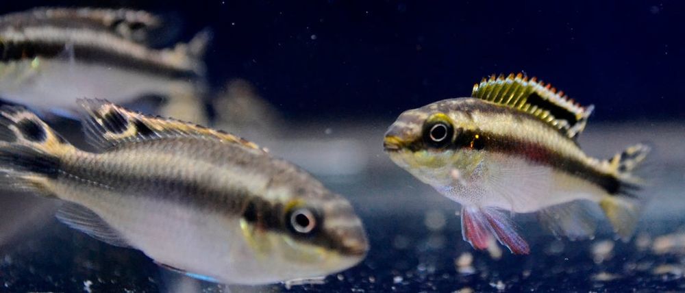 Kribesis pelvocachromis criação nacional