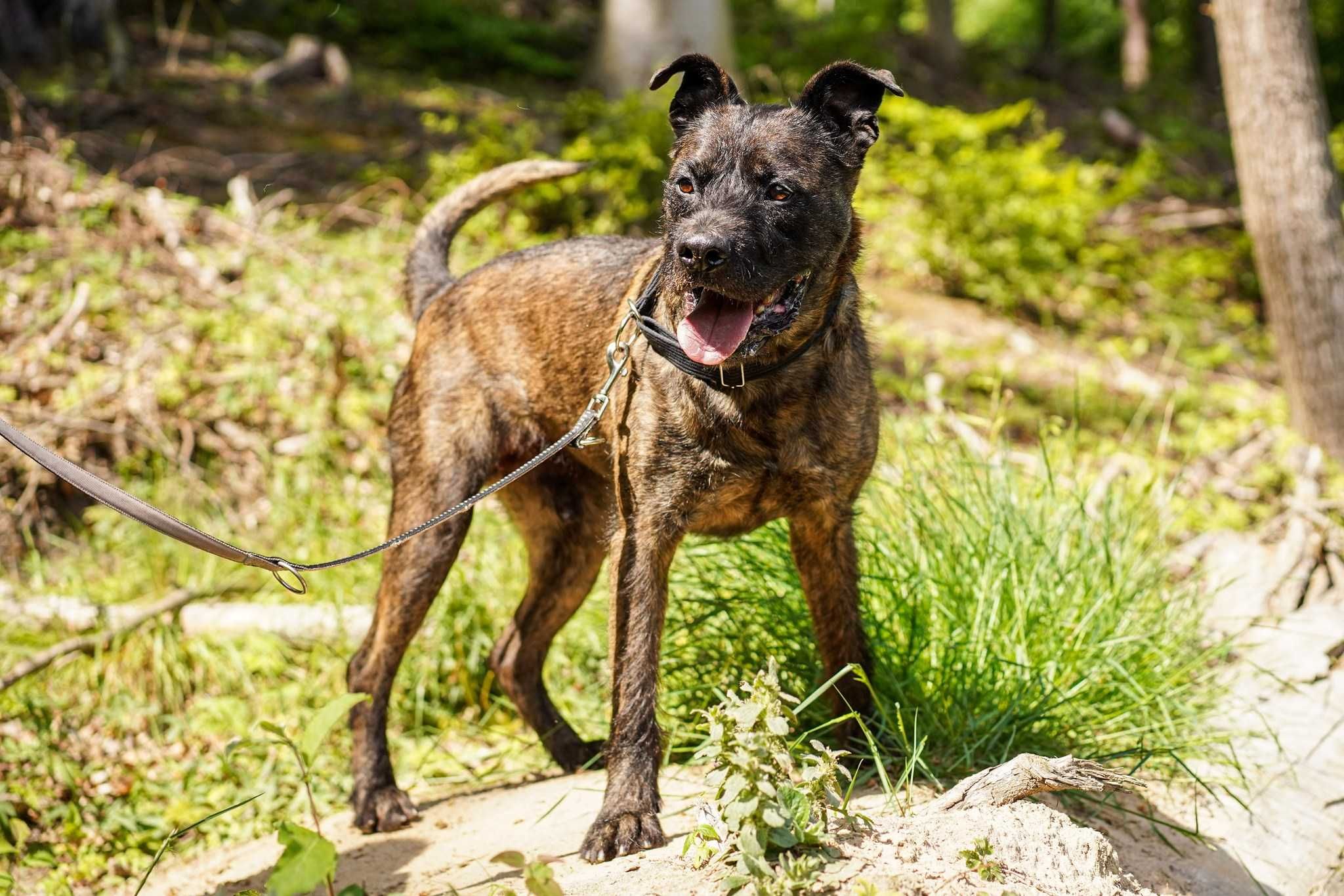 Ramzes szuka odpowiedzialnego domu w OTOZ Animals Schronisku Ciapkowo!