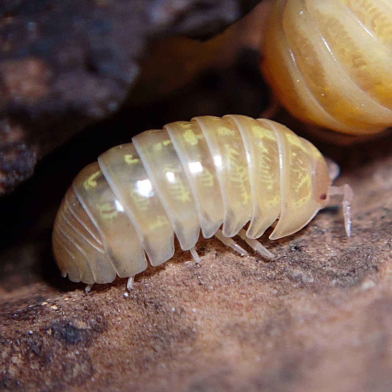 Armadillidium vulgare albino t+, isopody, kulanki, 10 szt.