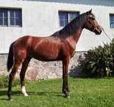 Poldro Luso Warmblood