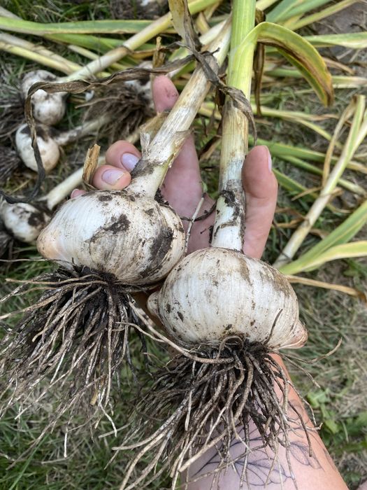 Рокамболь зубки словоний часник