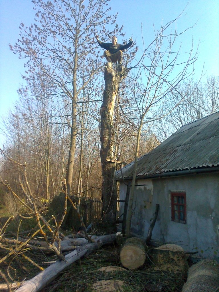 Спилювання, зрізання, обрізка, дерев. Корчування пиньків.