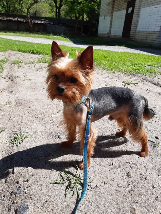 Вязка йоркширский терьер