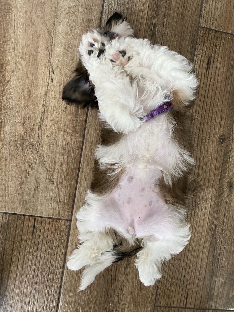 Suczka, shih-tzu, tricolor, szczeniak, shih tzu