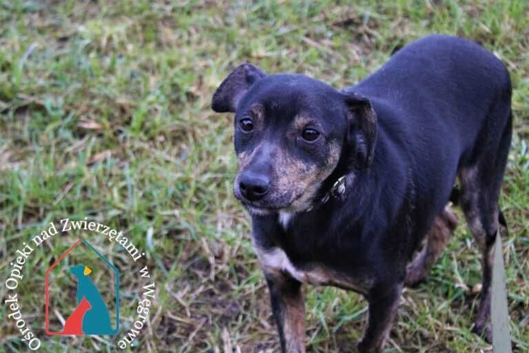 Lilo - mały, fajny piesek szuka domu! Adoptuj!