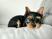 Piesek Yorkshire terrier