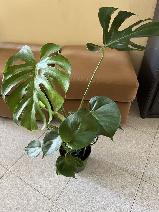 Planta Monstera Magnifique
