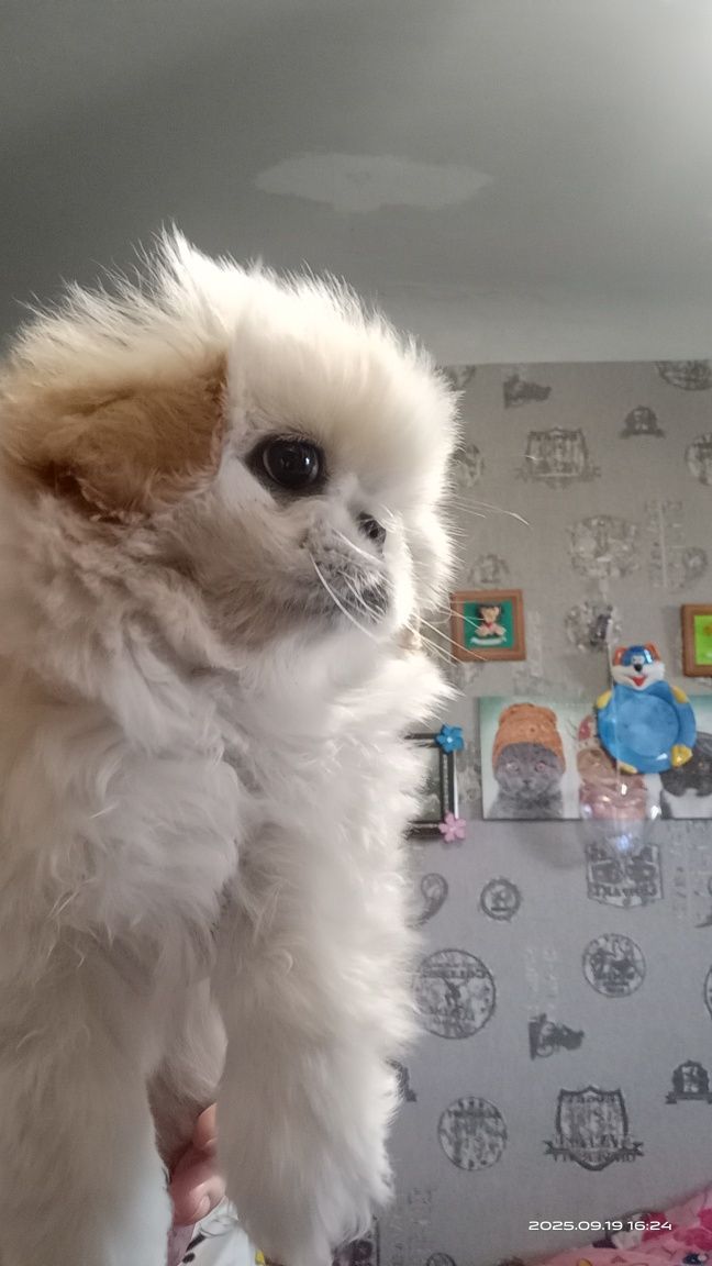 Девочка пекинес щенок