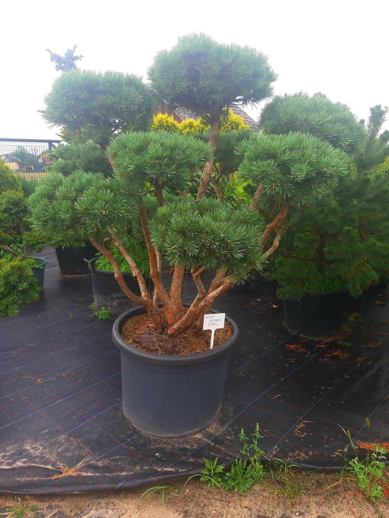 Sosna 'Watereri' Bonsai Niwaki 120-160cm !laurowiśna klon szmaragd