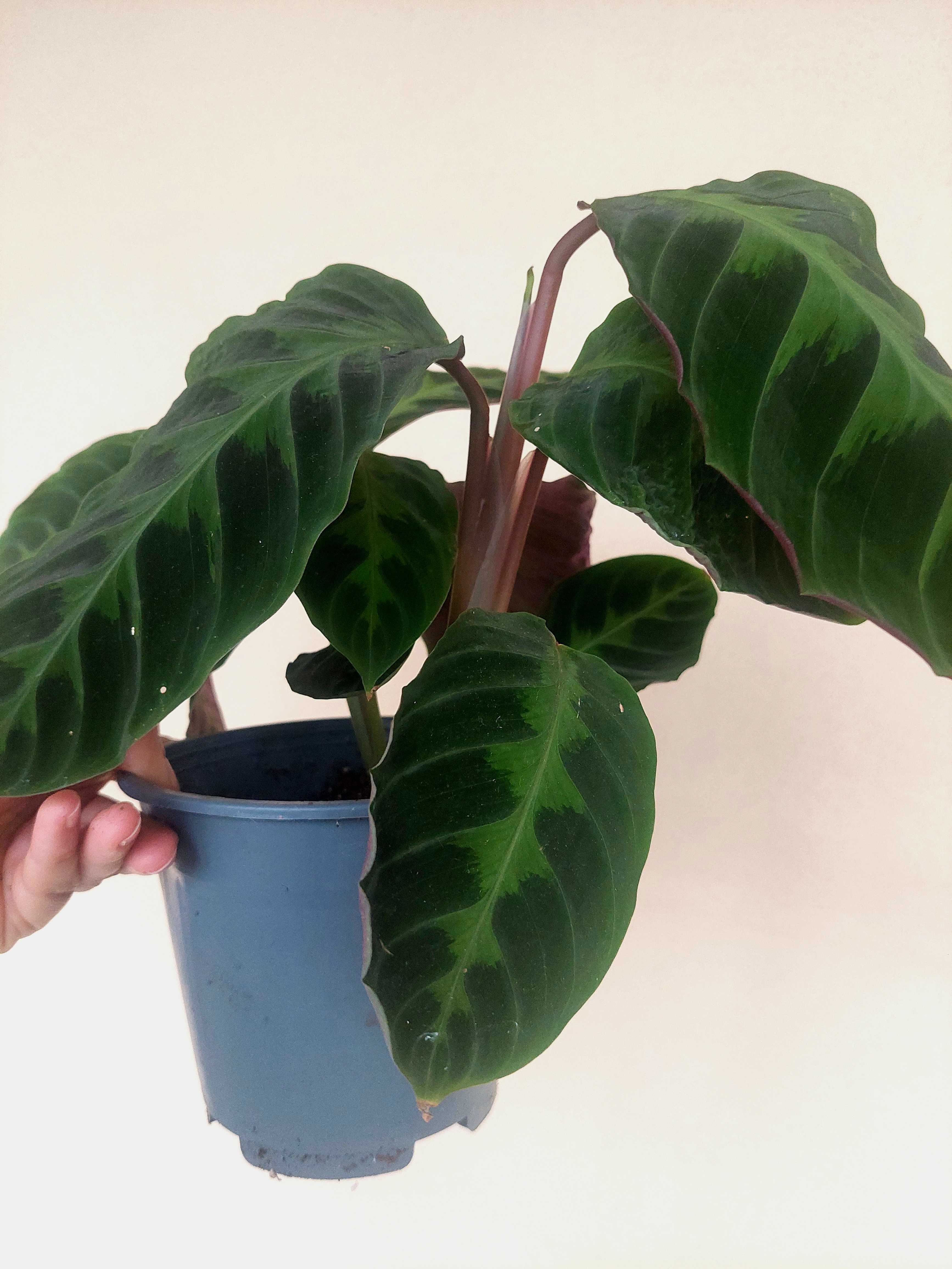 Planta Calathea warscewiczi