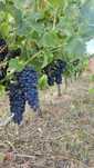 Uvas de Vinho Syrah
