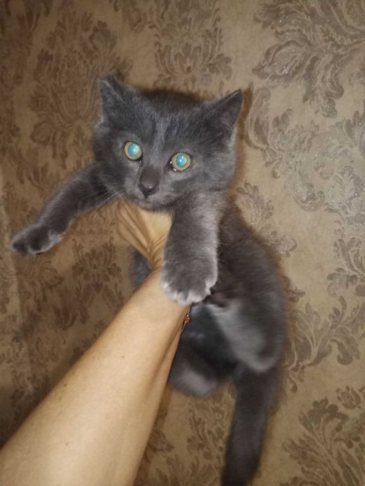 Котенятко в добрі руки