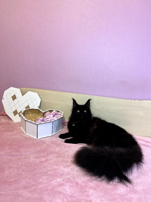 Дівчинка мейн кун в розведення