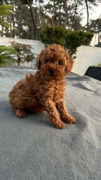 Caniche fêmea  linda