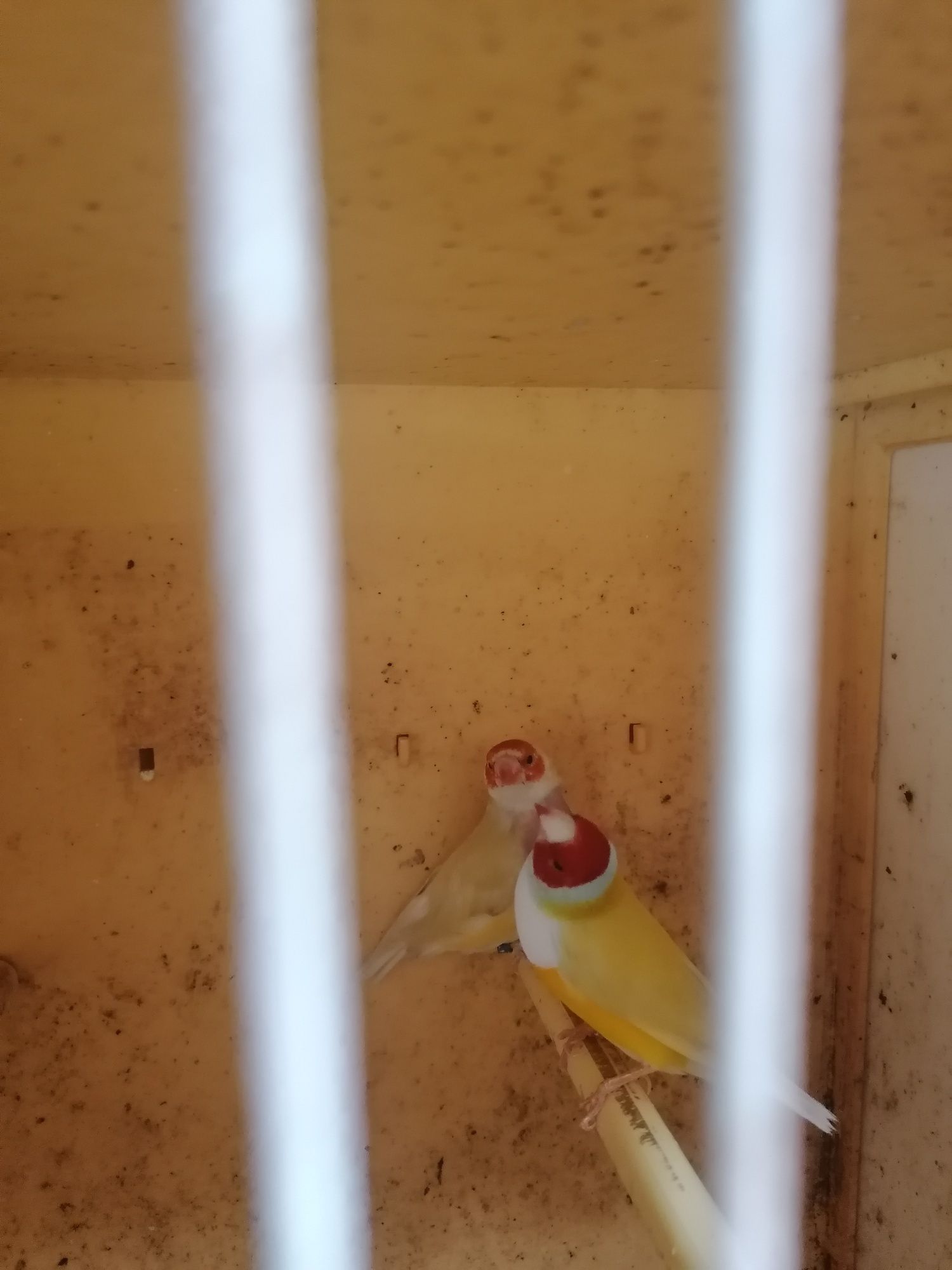 Babetes degolados canários