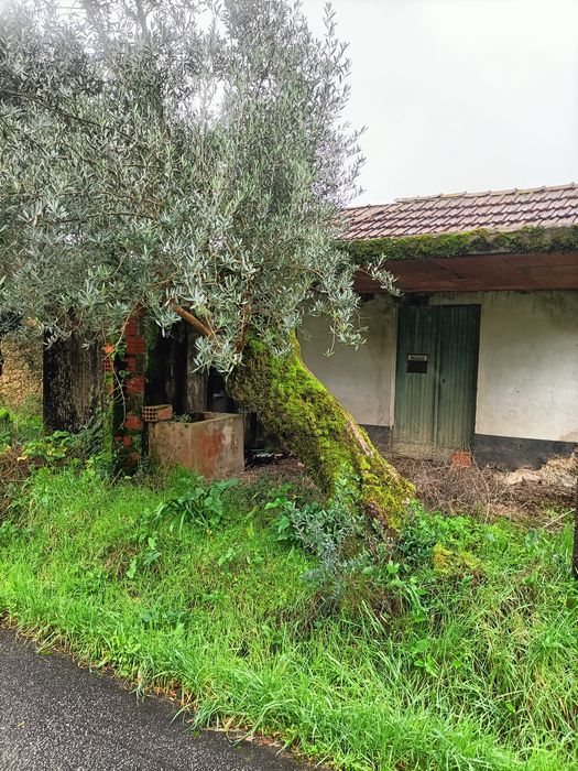 Oliveiras seculares