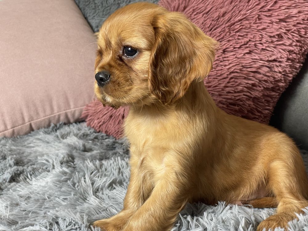 Cavalier King Charles Spaniel chlopiec