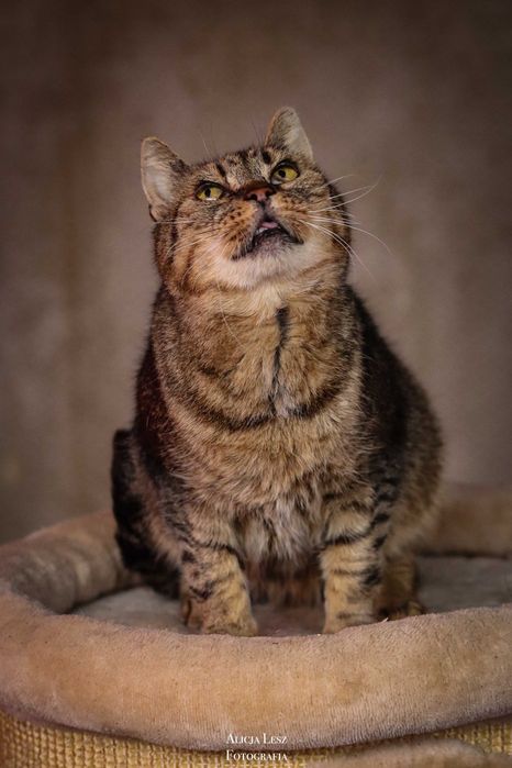 Doświadczona i kochająca kotka Łucja pragnie ciepłego domu