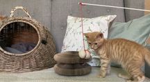 Kotkek do adopcji - Mogiel -