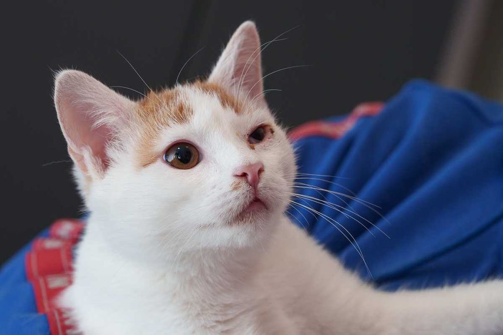 Kociaki rude szukają domów -schronisko Zgierz -aktualne