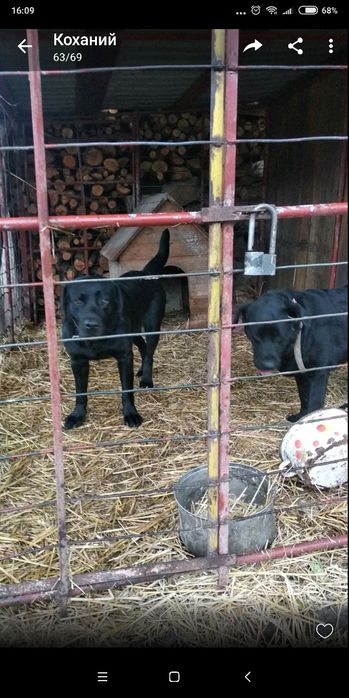 Продам  маленькі песиків лабрадорів