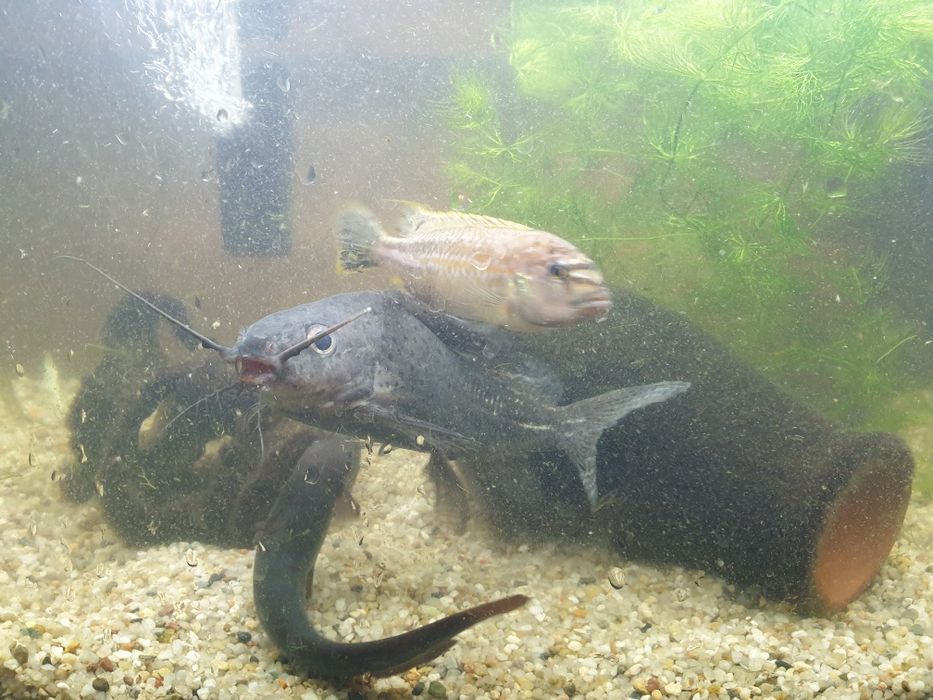 Меланохроміс ауратас і соми