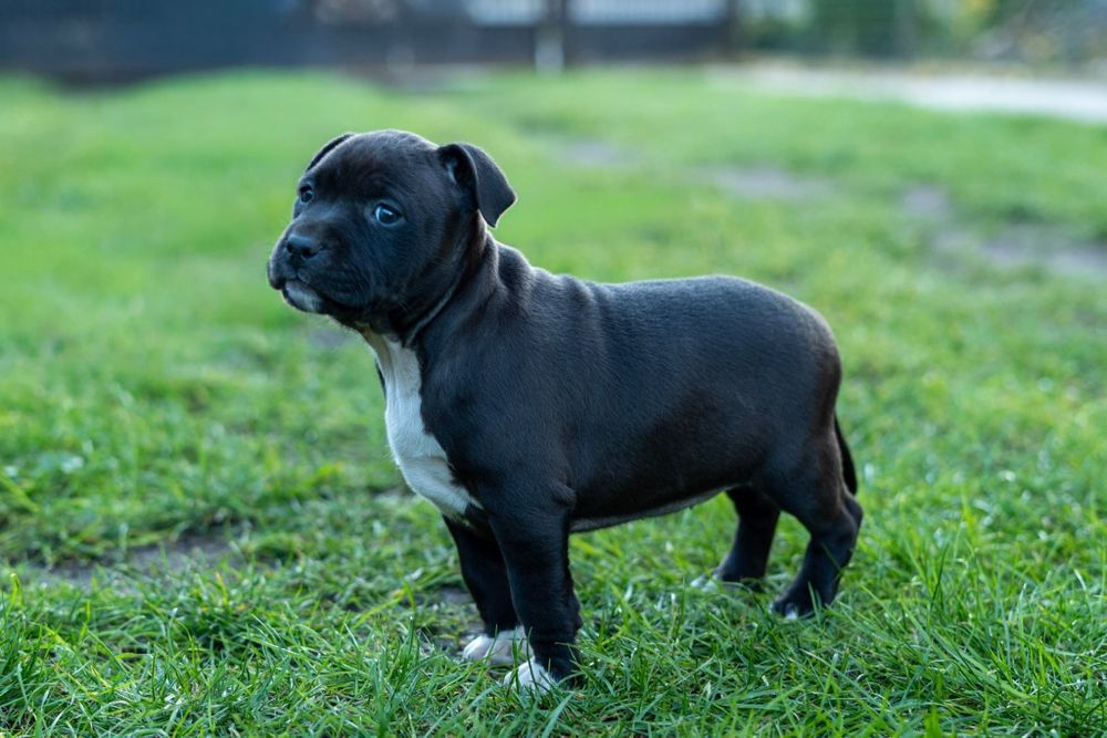 American Staffordshire terrier Zkwp FCI