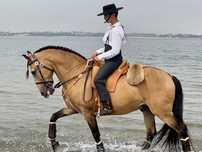 Cavalo Lusitano Montado
