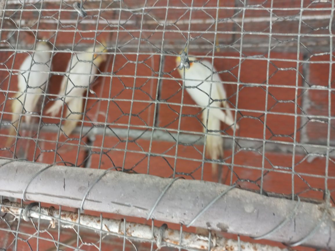 Aves novas para ceder