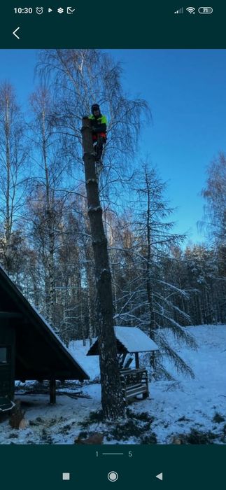 Wycinka drzew i krzewów, wycinanie, ogrody, żywopłoty.