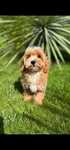 Maltipoo o zjawiskowej urodzie extra mini