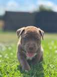 American Bully XL - suczka - mocne geny