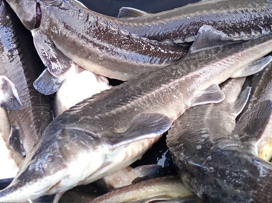 Jesiotr 1,8 kg - 2,8 kg cena 39zl/ kg , karp lin amur pstrąg węgorz