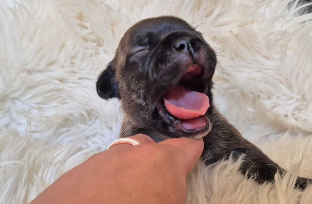 Staffordshire bull terrier, Staffik.