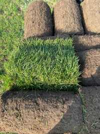 Trawa z rolki sportowa / układanie trawy plantacja