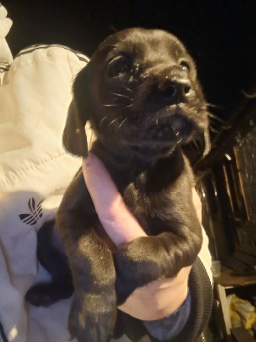 Кокер спаніель 20.09.