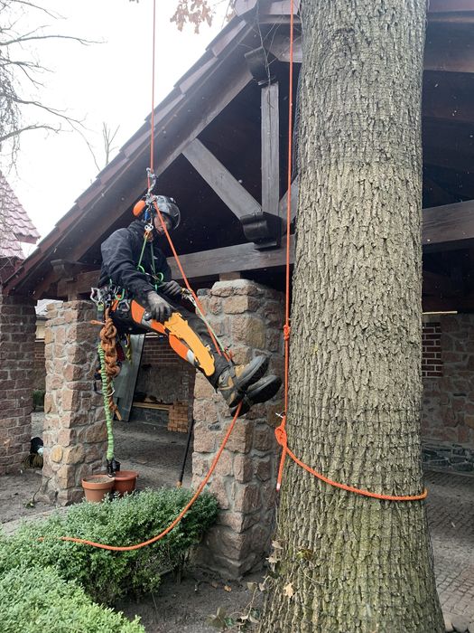 Корчування пнів! Видалення дерев|Чистка сосен|Зрізка дерев|Арборист