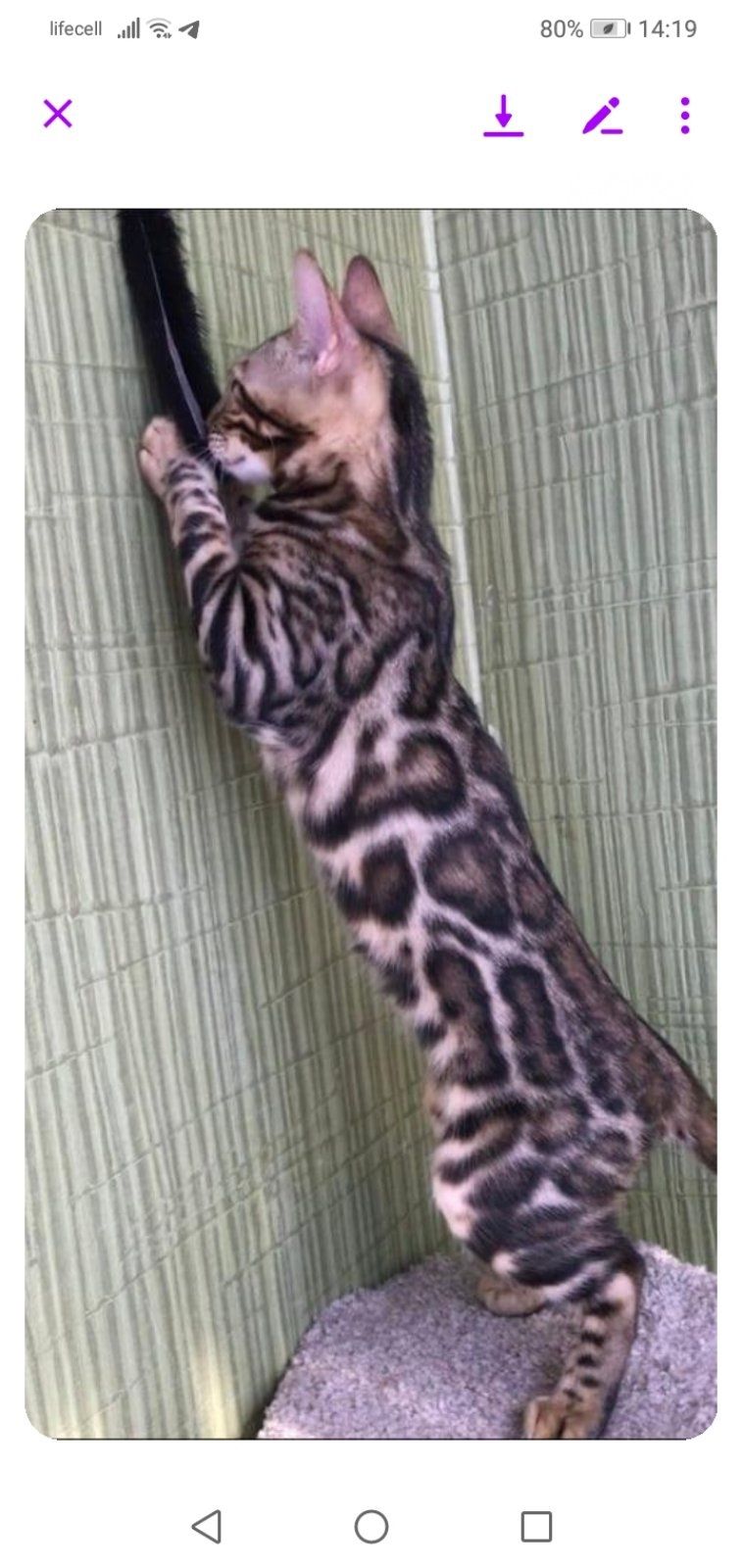 Бенгальский молодой кот окраса мрамор