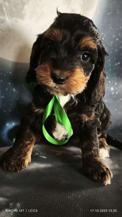 Cocapoo, cockapoo piesek badania genetyczne