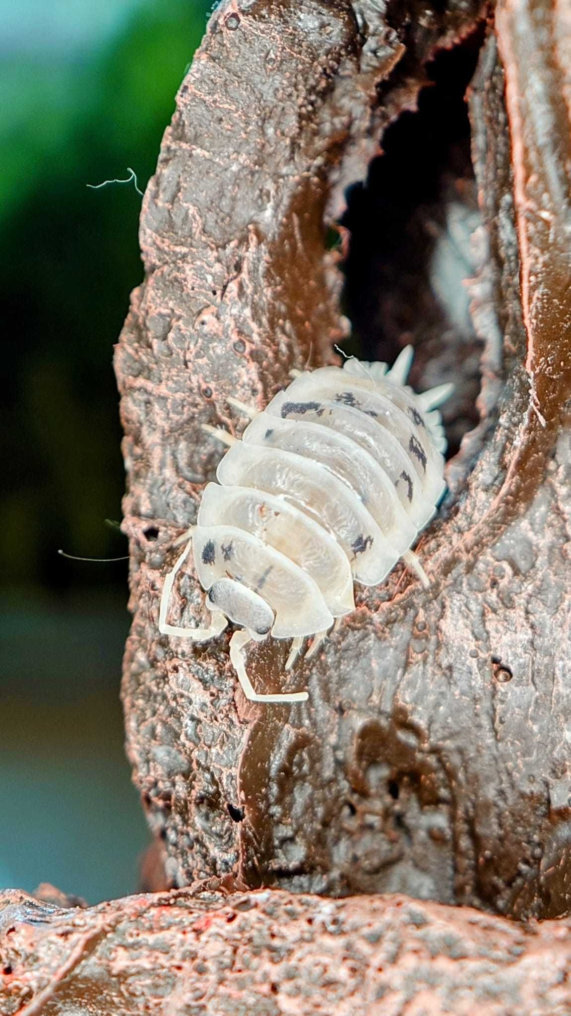 50 sztuk Isopody Porcellio laevis "diary cow" tzw krówk