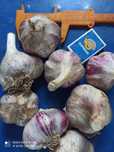 Часник любаша 1 репродукція