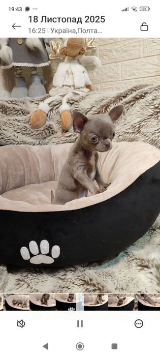 Лілова краля чихуахуа