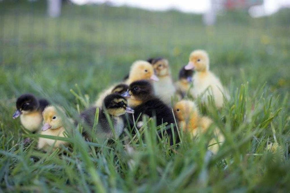 Kaczki na wagę różne dowóz gratis